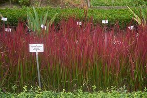 관상용으로 재배되는 일본 억새 품종, '레드 배런'(Imperata cylindrica 'Red Baron')