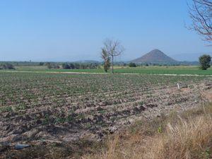 카사바 밭, 라오콴군 반카오왕 인근, 1월, 태국의 건기
