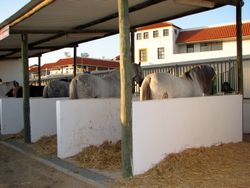 FATACIL의 말 - 라고아 공예, 관광, 농업, 상업 및 산업 박람회.