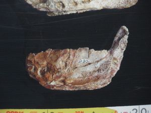 R. septimanicus 화석