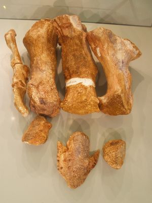 라브도돈의 발 뼈