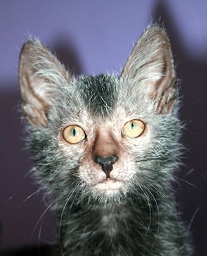 검은 로안 라이코이의 얼굴 세부 묘사