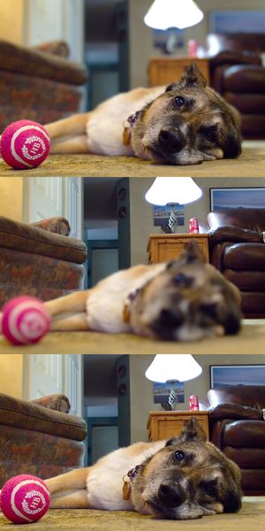 사진 촬영 후 초점 거리와 피사계 심도를 변경하는 기능을 보여준다. 근거리 초점(상단), 원거리 초점(중간), 전체 피사계 심도(하단)는 Lytro Illum 라이트 필드 카메라 소프트웨어를 사용하여 조정되었다.