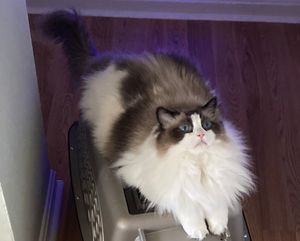 얼룩무늬 랙돌 고양이