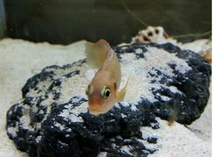 네오람프롤로그스 오셀라투스