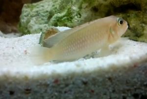 패각과 그 주변의 영역을 중시하는 편이다. 거의 하루를 통째로 패각을 지키는 데에 시간을 보냄