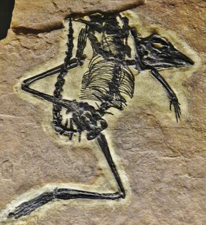 표본 MFSN 1921, 원래 "L. tonelloi"의 모식 표본으로 명명되었으며 현재 L. pandolfii에 속함