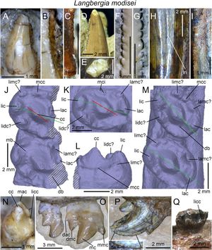 랑베르기아 모디세이의 치열