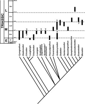 그림 13 분석에 포함된 분류군의 시간적 분포를 나타내기 위해 지질 시대 척도에 대해 동일한 가중치를 가진 문자를 플롯한 분석의 다수 규칙 합의 트리(부록 1 참조). 지질 시대 척도는 Gradstein & Ogg (2004)를 기반으로 한다. Ans, 아시안; Crn, 카르니안; E, 초기; Ind, 인도안; L, 후기; Lad, 라디니안; M, 중기; Nor, 노리안; Ol, 올레네키안.