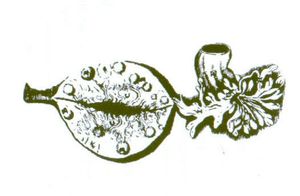 레이니에르 드 그라프의 난소