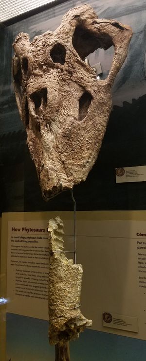 레돈다사우루스 그레고리 표본 NMMNH P-31094