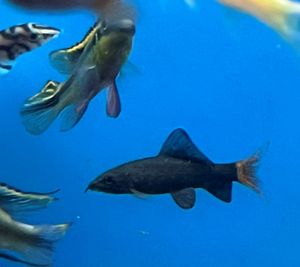 어항에 있는 레드테일 블랙샤크와 시클리드