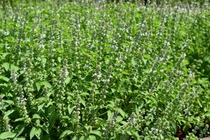 재배되고 있는 레몬 바질