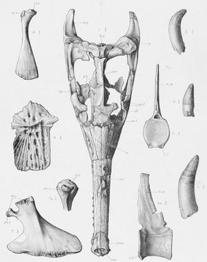 모식 표본의 두개골 및 기타 요소