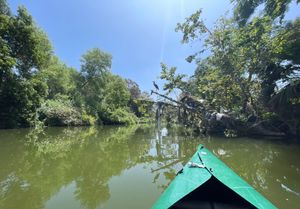 푸른 해오라기가 세풀베다 분지의 생태 복원 지역에서 발견되었다.