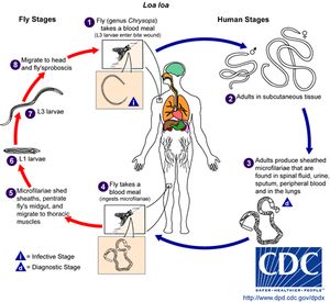 로아사상충의 수명 주기. 출처: CDC