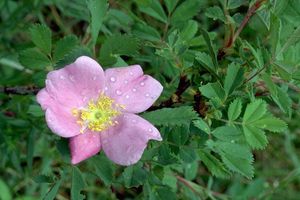 야생 장미(Rosa acicularis)가 몬테인 지역에서 아고산 지역까지 개화한다