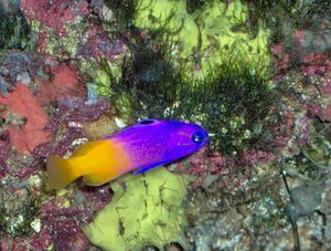 모나코 해양 박물관의 로열 그라마