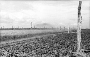 롬멜의 아스파라거스의 예시