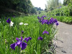 텐시노미즈 공원