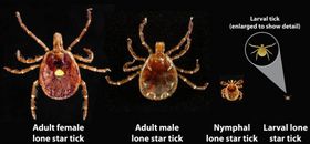 론스타진드기(A. americanum)의 발달