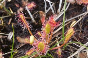 발토스 근처의 벌레잡이풀