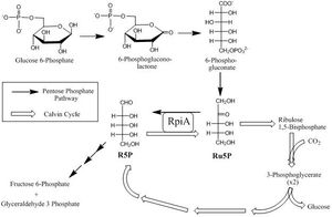 오탄당 인산 경로와 캘빈 회로