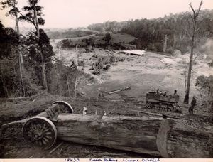 리즈모어 지역의 벌목 모습 (20세기 초중반 추정)