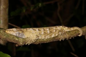 R. leachianus는 측면에 "흰 반점"과 추가적인 "검은 얼룩"을 나타냅니다.