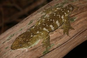 등에 W자 무늬를 나타내는 R. leachianus