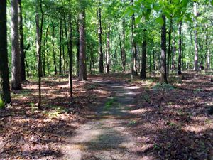 링컨군 서부의 전형적인 숲길