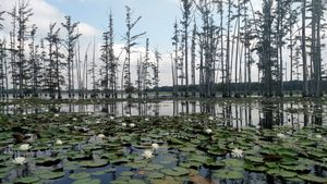 케인 크릭 주립공원 호수의 수련 잎과 사이프러스 숲