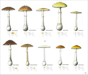 가까운 종과 비교한 Amanita pantherina