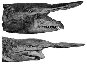 보존된 마귀상어의 서로 다른 턱 위치는 여러 표본들이 서로 다른 종으로 잘못 묘사되게 했다.