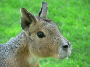파타고니아마라