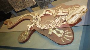 L. paludis 홀형의 주형, 런던 자연사 박물관