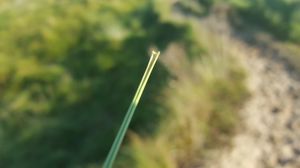 수분 손실을 줄여주는 말린 잎을 보여주는 마람풀의 잎