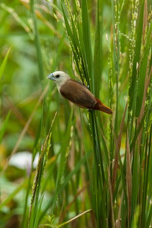 창백머리방울새