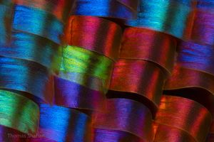 마다가스카르비단제비나방 비늘의 세부 모습