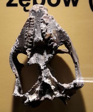 아래에서 본 두개골 모형, 폴란드 과학 아카데미 진화 박물관, 바르샤바