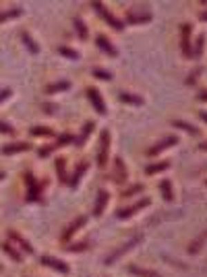 마비저의 원인균인 Burkholderia mallei