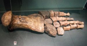 마우이사우루스의 지느러미 뼈