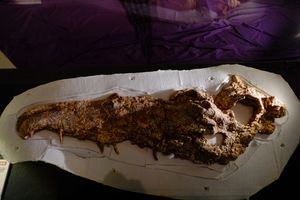 M. buceros의 두개골