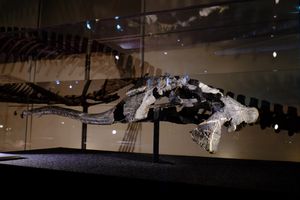 M. pristinus의 두개골