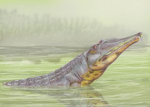 M. validus 복원도