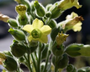 꽃이 핀 Nicotiana rustica