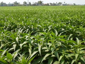 Quảng Xương 지구, Thanh Hóa 성, 베트남에 있는 Nicotiana rustica 밭