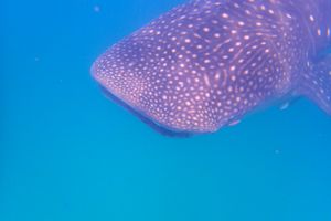 아프로 고래상어 사파리, 마피아 섬