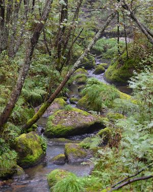 샹수이 계곡, 우잉 국가삼림공원, 헤이룽장성, 중국 (2016년 9월 6일)