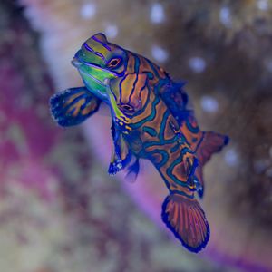 필리핀 아닐라오에서 짝짓기하는 만다린피시 한 쌍